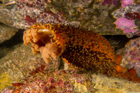 Apostichopus parvimensis (Warty Sea Cucumber)