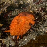 Cryptolithodes sitchensis (Umbrella Crab)