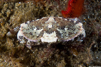 Cancer productus (Red Rock Crab)
