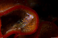 Hermissenda opalescens (Opalescent Nudibranch)