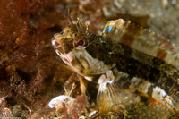 Neoclinus uninotatus (Onespot Fringehead)