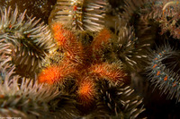 Ophiothrix spiculata (Spiny Brittle Star)