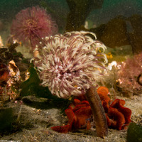 Sabellidae sp.6 (Banded Feather Duster Worm)