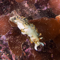 Phidiana hiltoni (Hilton's Aeolid)