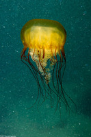 Chrysaora fuscescens (Brown Jellyfish)