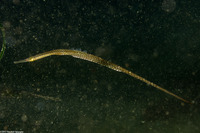 Syngnathus leptorhynchus (Bay Pipefish)