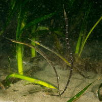 Syngnathus leptorhynchus (Bay Pipefish)