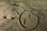 Dendraster excentricus (Sand Dollar)