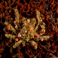 Loxorhynchus crispatus (Masking Crab)