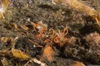 Cirriformia sp.1 (Cirriformia sp.1)