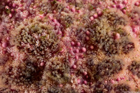 Pisaster brevispinus (Short-Spined Sea Star)