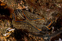 Navanax inermis (Navanax)