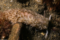 Aeolidia loui (Shag-Rug Aeolid)