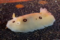 Diaulula sandiegensis (San Diego Dorid)