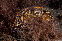 Navanax inermis (Navanax)