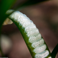 Californiconus californicus (California Cone Snail)