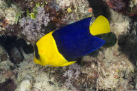 Centropyge bicolor (Bicolor Angelfish)