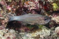 Cheilodipterus macrodon (Tiger Cardinalfish)