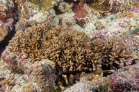 Acropora granulosa (Granular Table Coral)