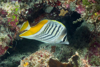 Chaetodon mertensii (Atoll Butterflyfish)