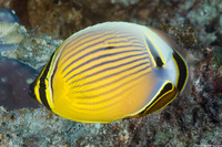 Chaetodon lunulatus (Redfin Butterflyfish)