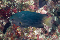 Pomacentrus imitator (Imitator Damsel)