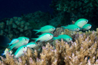 Chromis viridis (Blue-Green Chromis)