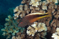 Paracirrhites forsteri (Freckled Hawkfish)
