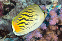 Chaetodon pelewensis (Dot & Dash Butterflyfish)