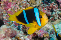 Amphiprion chrysopterus (Orangefin Anemonefish)