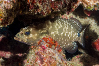 Epinephelus polyphekadion (Camouflage Grouper)