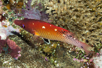Bodianus dictynna (Redfin Hogfish)