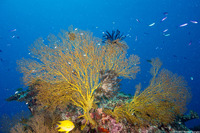 Subergorgia sp.1 (Subergorgia)