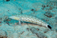 Parapercis hexophtalma (Speckled Sandperch)