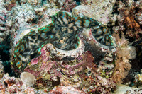 Tridacna crocea (Boring Giant Clam)