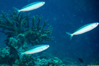 Pterocaesio tile (Bluestreak Fusilier)