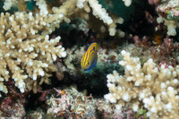 Pomacentrus vaiuli (Princess Damsel)