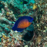 Centropyge bispinosa (Two-Spined Angelfish)