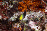 Chrysiptera talboti (Talbot's Damsel)