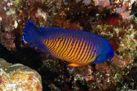 Centropyge bispinosa (Two-Spined Angelfish)