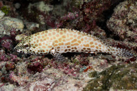 Epinephelus merra (Honeycomb Grouper)