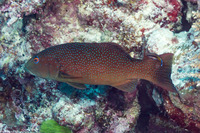 Plectropomus leopardus (Leopard Coral Grouper)