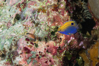 Pomacentrus vaiuli (Princess Damsel)