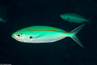 Caesio caerulaurea (Scissortail Fusilier)