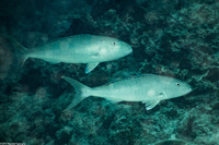 Aprion virescens (Green Jobfish)