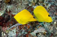 Forcipiger flavissimus (Common Longnose Butterflyfish)