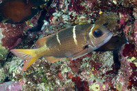 Monotaxis heterodon (Redfin Bream)