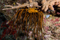 Anneissia bennetti (Bennett's Feather Star)