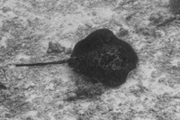 Taeniurops meyeni (Marbled Stingray)