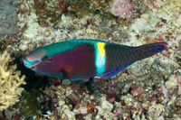 Scarus schlegeli (Yellowbar Parrotfish)